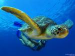 Scuba diving